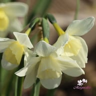 Pueblo Narcissus Bulbs
