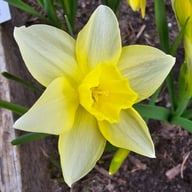 Pueblo Narcissus Bulbs