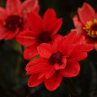 Pulp Fiction Dahlia Tuber