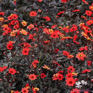 Pulp Fiction Dahlia Tuber