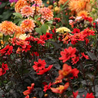 Pulp Fiction Dahlia Tuber