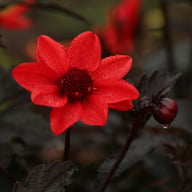 Pulp Fiction Dahlia Tuber