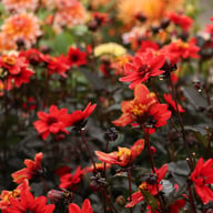 Pulp Fiction Dahlia Tuber