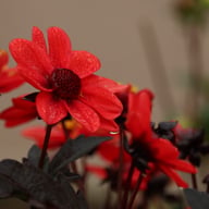 Pulp Fiction Dahlia Tuber