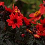 Pulp Fiction Dahlia Tuber