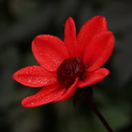 Pulp Fiction Dahlia Tuber