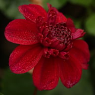 Purpinca Dahlia Tuber