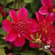 Purpinca Dahlia Tuber