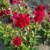 Purpinca Dahlia Tuber