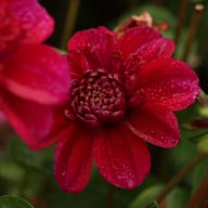 Purpinca Dahlia Tuber