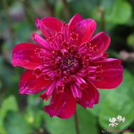 Purpinca Dahlia Tuber