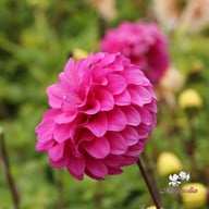 Purple Balloon Dahlia Knöl