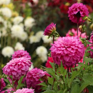 Purple Balloon Dahlia Tuber