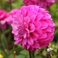 Purple Balloon Dahlia Knöl