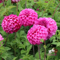 Purple Balloon Dahlia Knöl