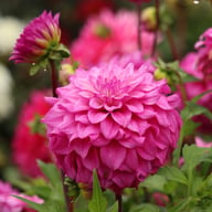 Purple Balloon Dahlia Tuber