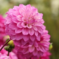 Purple Balloon Dahlia Tuber