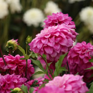 Purple Balloon Dahlia Tuber