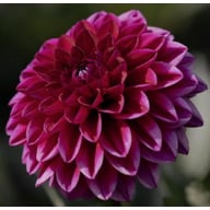 Purple Diamond Tuber