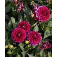 Purple Diamond Tuber