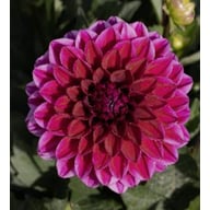 Purple Diamond Tuber