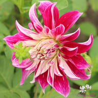 Purple Explosion Dahlia Tuber
