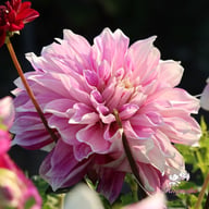 Purple Explosion Dahlia Tuber