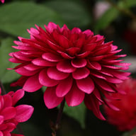 Purple Flame ® Dahlia Knöl