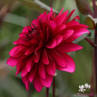 Purple Flame ® Dahlia Tuber