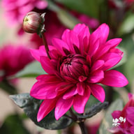 Purple Flame ® Dahlia Tuber