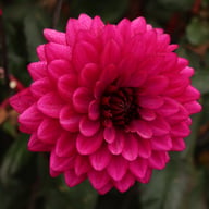 Purple Flame ® Dahlia Knöl