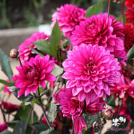 Purple Flame ® Dahlia Tuber