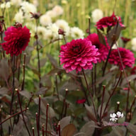 Purple Flame ® Dahlia Tuber