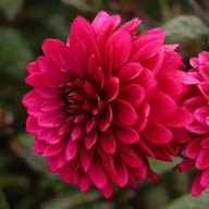 Purple Flame ® Dahlia Knöl
