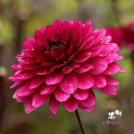 Purple Flame ® Dahlia Tuber