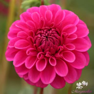 Purple Fox Dahlia Knöl