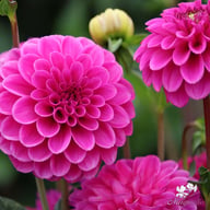 Purple Fox Dahlia Knöl