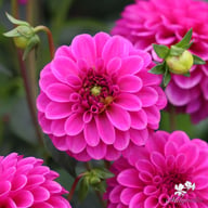 Purple Fox Dahlia Knöl