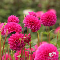 Purple Fox Dahlia Knöl