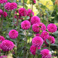 Purple Fox Dahlia Knöl