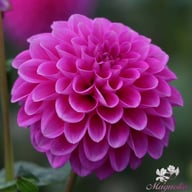 Purple Fox Dahlia Knöl