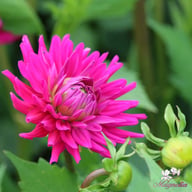 Purple Gem Dahlia Tuber