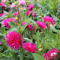 Purple Gem Dahlia Tuber