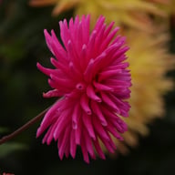 Purple Gem Dahlia Knöl