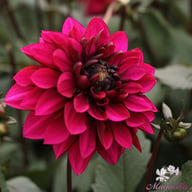 Purple Haze Dahlia Knöl