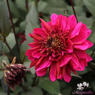 Purple Haze Dahlia Knöl