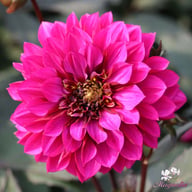 Purple Haze Dahlia Knöl