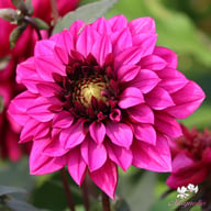 Purple Haze Dahlia Knöl