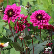 Purple Haze Dahlia Knöl