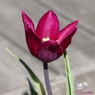 Purple Heart Tulpan Lökar
